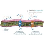 Almora Plus Zero Sugar Συμπλήρωμα Διατροφής Ηλεκτρολυτών, Αμινοξέων & Βιταμίνης C, 12sachets - Image 3